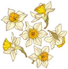 Daffodils, Colored Illustration Sticker