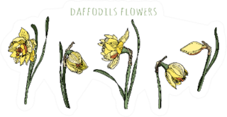 Daffodils Flowers Set Of Hand Drawn Floral Objects Sticker