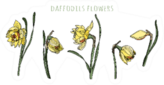 Daffodils Flowers Set Of Hand Drawn Floral Objects Sticker