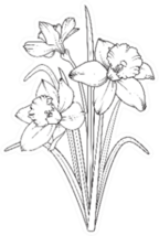 Daffodils Illustration Sketch Sticker
