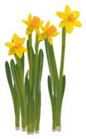 Daffodils On A White Background Sticker