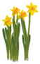 Daffodils On A White Background Sticker