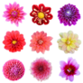 Dahlia Flower Sticker Sheet