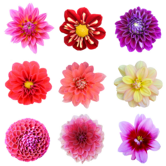 Dahlia Flower Sticker Sheet