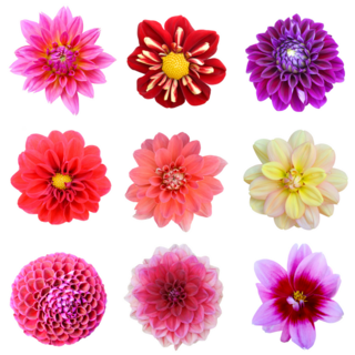 Dahlia Flower Sticker Sheet