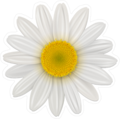 Daisy Chamomile Flower Sticker