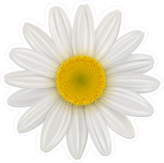 Daisy Chamomile Flower Sticker