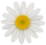 Daisy Chamomile Flower Sticker