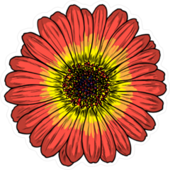 Daisy Floral Botany Sketch Sticker
