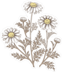 Daisy flower Illustration Sticker