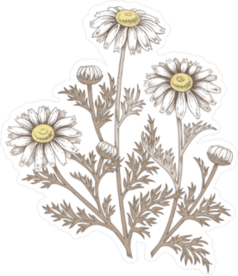Daisy flower Illustration Sticker