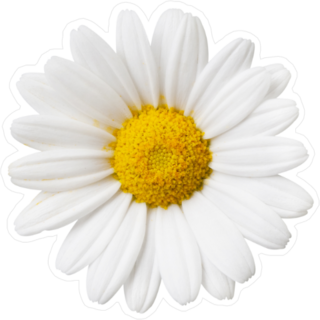 Daisy Flower Sticker