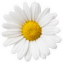 Daisy Flower Sticker
