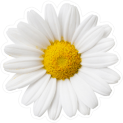 Daisy Flower Sticker