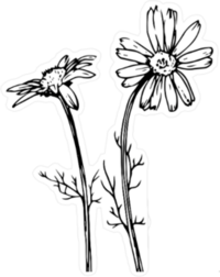Daisy Flowers Sketch Sticker