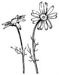 Daisy Flowers Sketch Sticker
