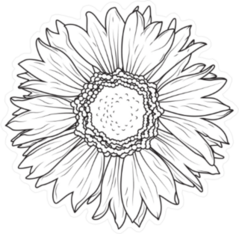 Daisy Line Art Sticker