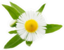 Daisy with Green Leaves Sticker