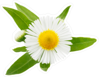 Daisy with Green Leaves Sticker