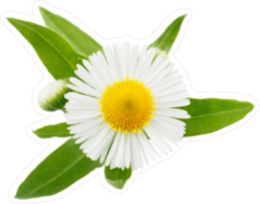 Daisy with Green Leaves Sticker
