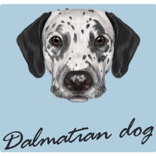 Dalmatian Dog Portrait Blue Sticker