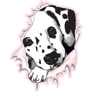 Dalmatian In Pink Hole Sticker