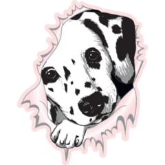 Dalmatian In Pink Hole Sticker
