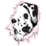 Dalmatian In Pink Hole Sticker