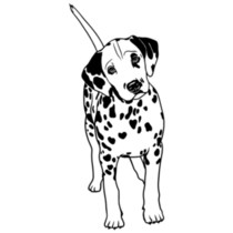 Dalmatian Looks Sticker