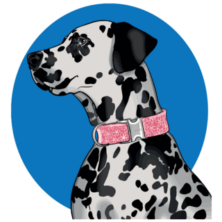 Dalmatian Pink Collar Sticker