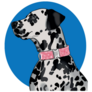 Dalmatian Pink Collar Sticker