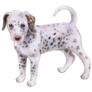 Dalmatian Puppy Breed Sticker