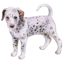 Dalmatian Puppy Breed Sticker