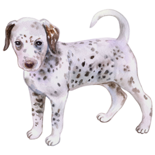 Dalmatian Puppy Breed Sticker