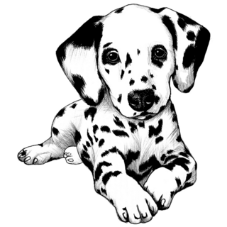 Dalmatian Puppy Sticker