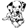Dalmatian Puppy Sticker
