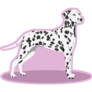 Dalmatian Purple Sticker