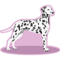 Dalmatian Purple Sticker