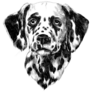 Dalmatian Sketch Sticker