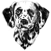 Dalmatian Sketch Sticker