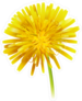 Dandelion Officinale Flower Sticker