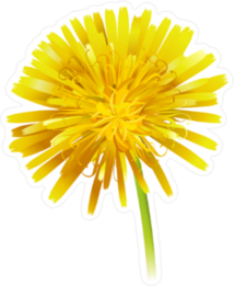 Dandelion Officinale Flower Sticker