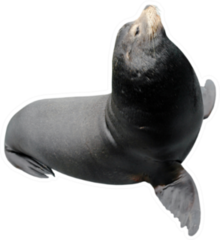 Dark California Sea Lion Isolated On White Sticker