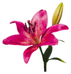 Dark Pink Lily Flower With Bud Sticker