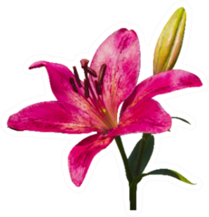 Dark Pink Lily Flower With Bud Sticker