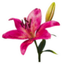 Dark Pink Lily Flower With Bud Sticker