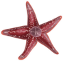 Dark Red Realistic Starfish Sticker