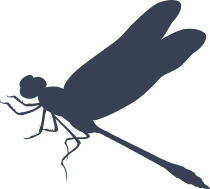 Dazzling Dragonfly Sticker