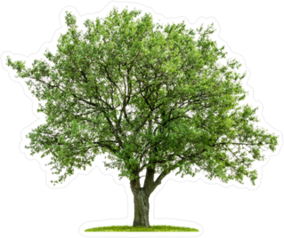Deciduous Tree With Grass Sticker