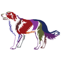 Decorative Border Collie Sticker